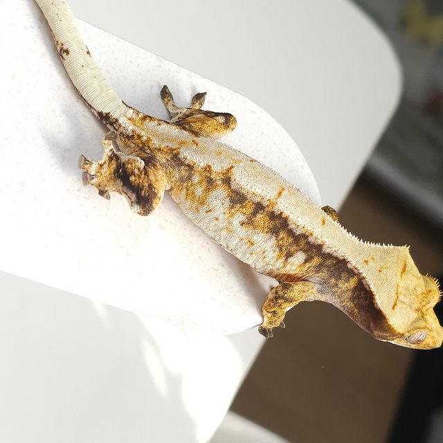 노멀 트라이 드리피 익스트림할리퀸 화이트스팟 화이트핀