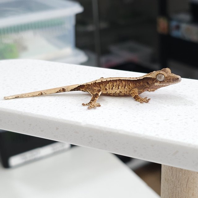 노멀 트라이 드리피 익스트림할리퀸 화이트스팟 화이트핀