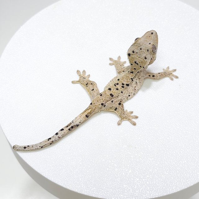 슈퍼달마시안 달마시안