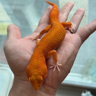 레드 데빌 이클립스