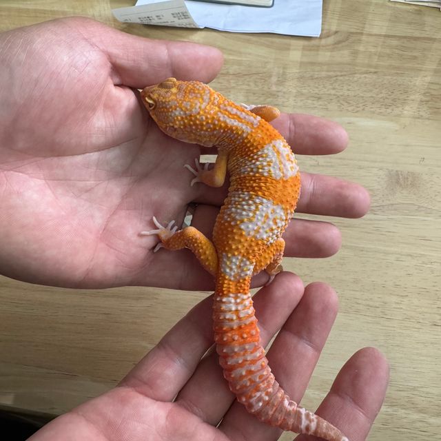 트램퍼알비노 레드