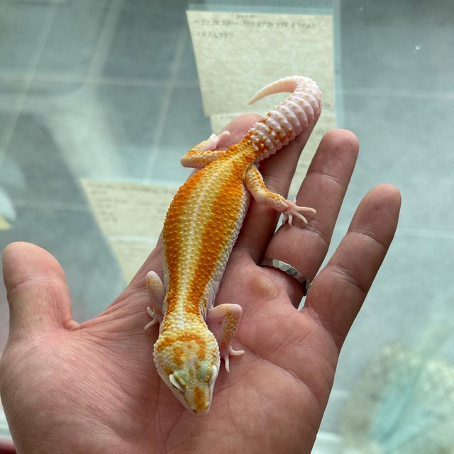 W&Y 알비노 레드 스트라이프 스노우