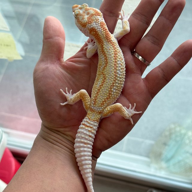 W&Y 알비노 레드 스트라이프 스노우