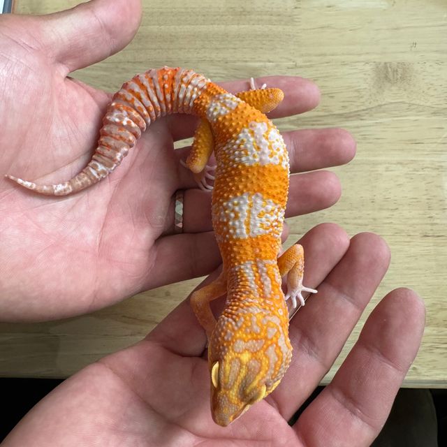 트램퍼알비노 레드