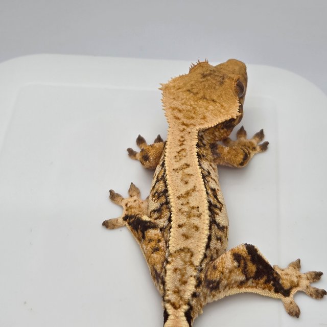 노멀 트라이 텐저린