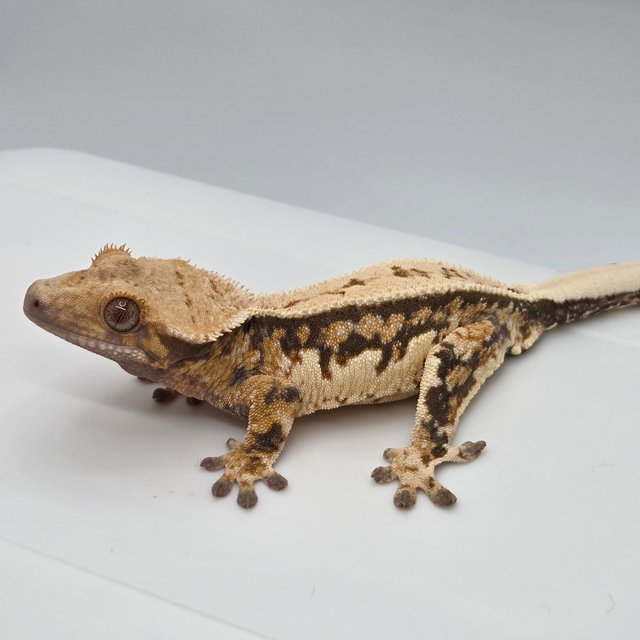 노멀 트라이 쿼드 풀핀 텐저린