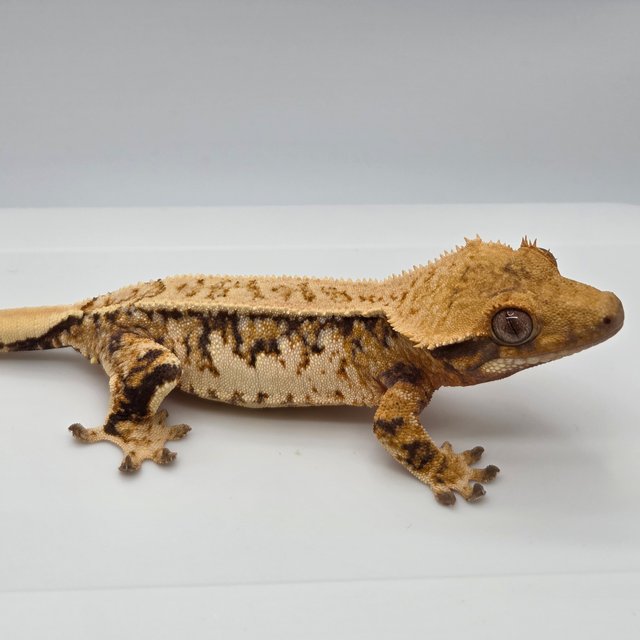 노멀 트라이 텐저린