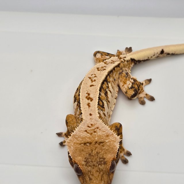 노멀 트라이 텐저린