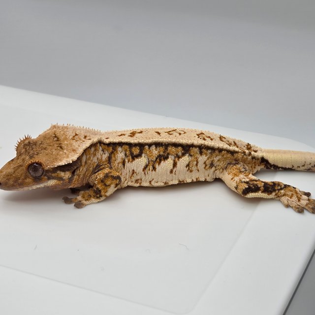 노멀 트라이 텐저린