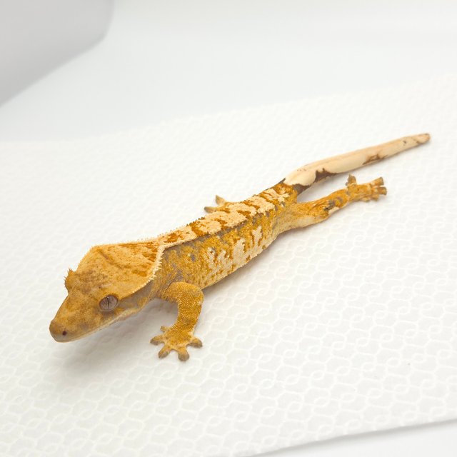 노멀 텐저린 트라이