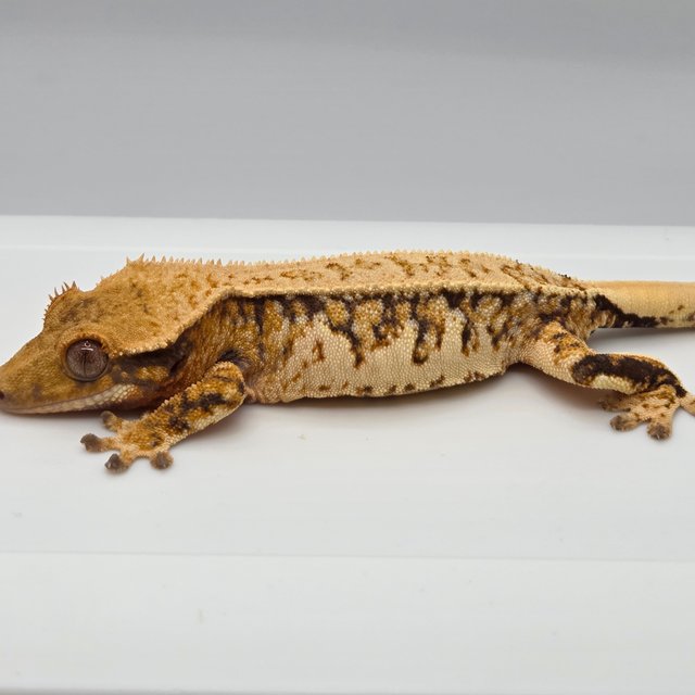 노멀 트라이 텐저린