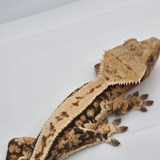 노멀 트라이 쿼드 풀핀 텐저린