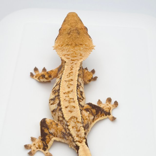 노멀 트라이 텐저린