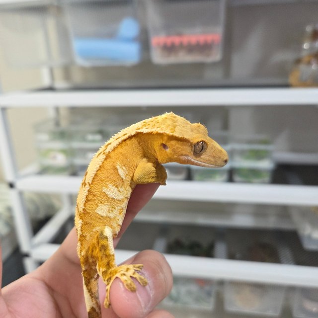 옐로우 크림시클 노멀