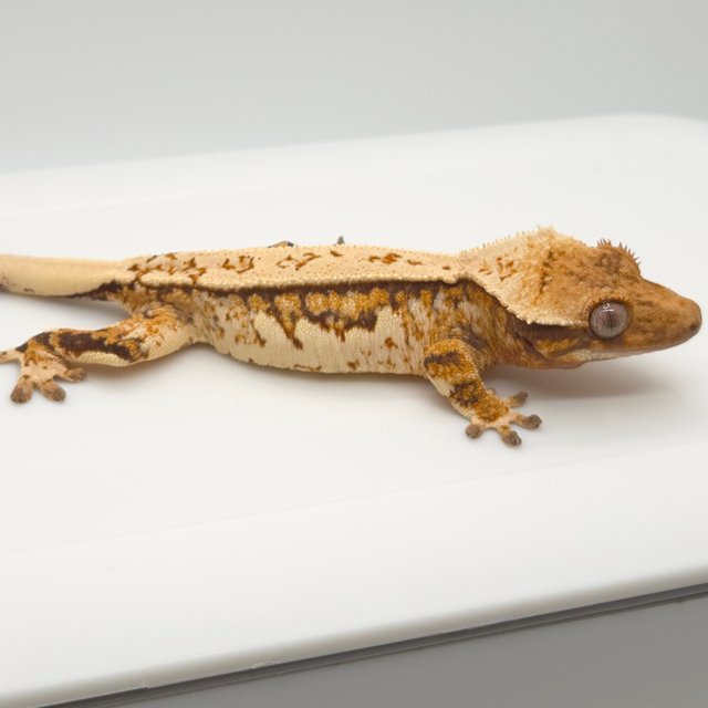 노멀 트라이 텐저린