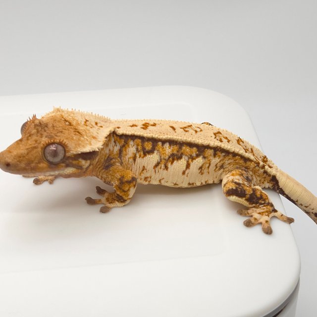 노멀 트라이 텐저린