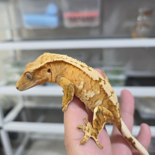 옐로우 크림시클 노멀