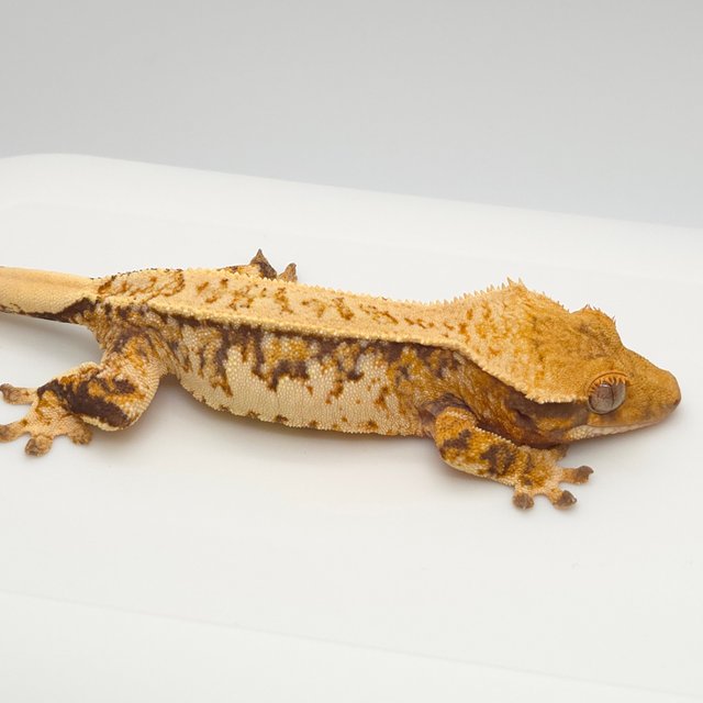 노멀 트라이 텐저린