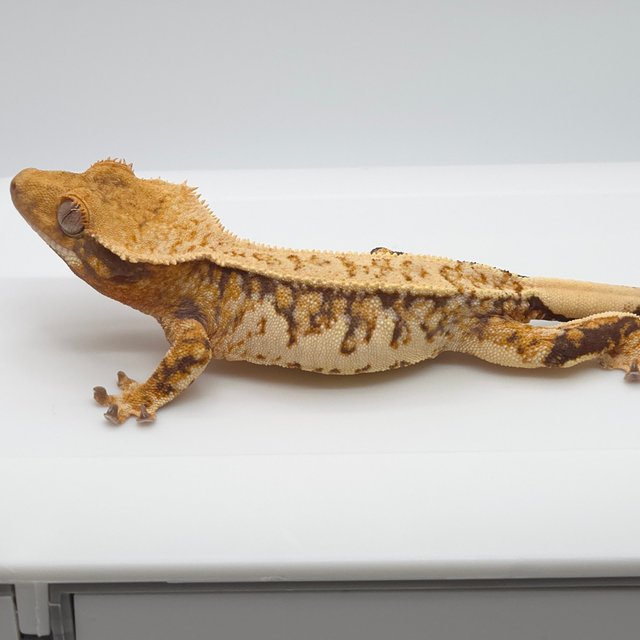 노멀 트라이 텐저린