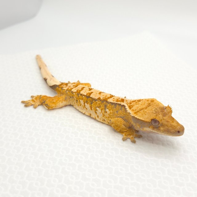 노멀 텐저린 트라이