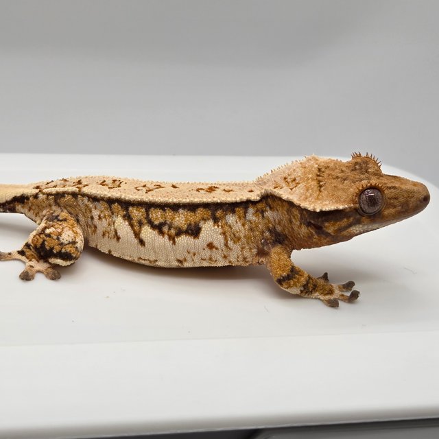 노멀 트라이 텐저린