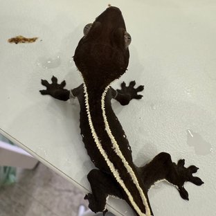 아잔틱