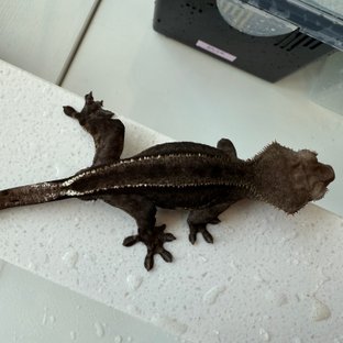 아잔틱