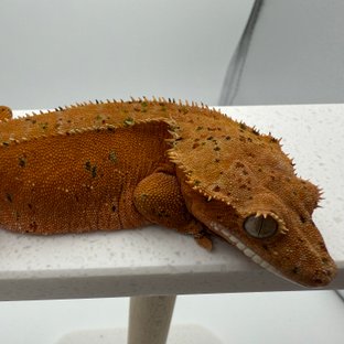 슈퍼달마시안 레드