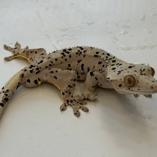 슈퍼달마시안