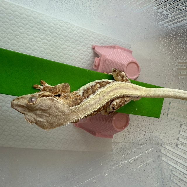 릴리100%헷아잔틱