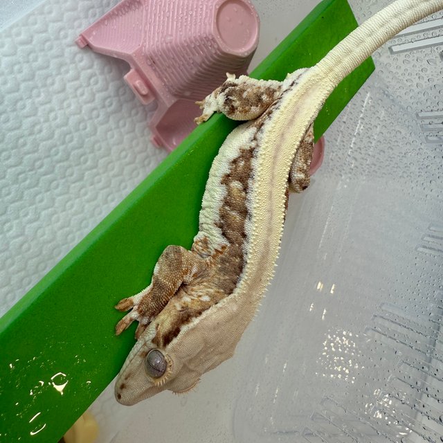 릴리100%헷아잔틱