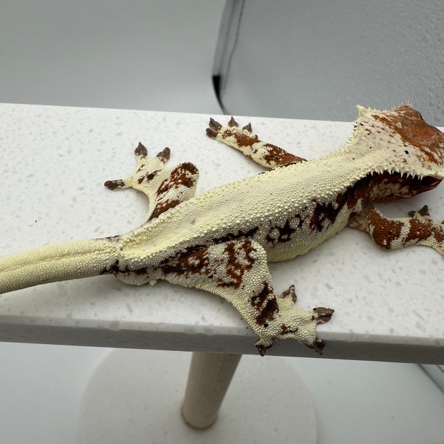 릴리 세이블 솔리드백