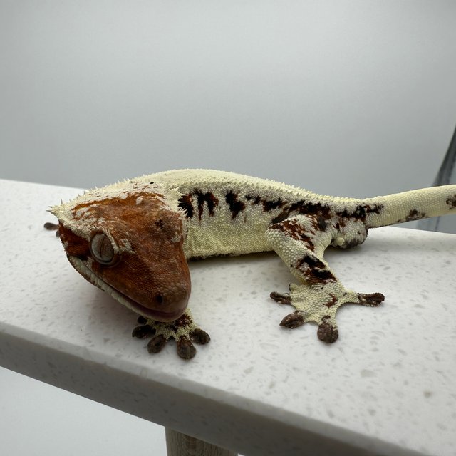 릴리 세이블 솔리드백