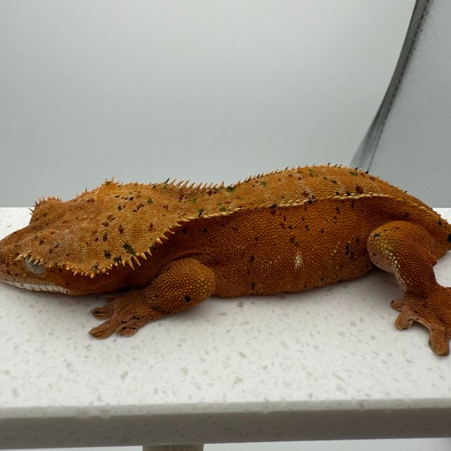 레드 슈퍼달마시안