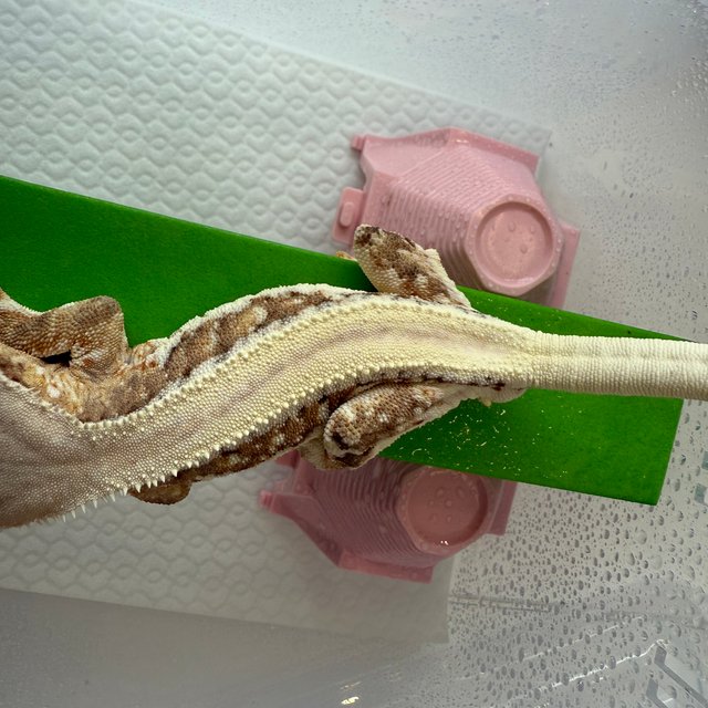 릴리100%헷아잔틱