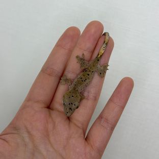 슈퍼달마시안 달마시안