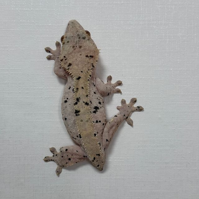 달마시안 슈퍼달마시안