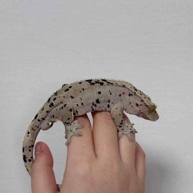 슈퍼달마시안