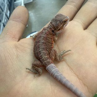 다크 레드