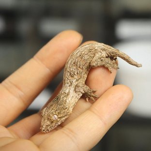 프리델 코기스 헷 멜라니스틱 GT