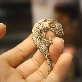 코기스 프리델 GT 헷 멜라니스틱