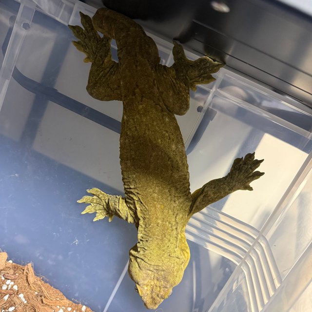 포인디미에 야테