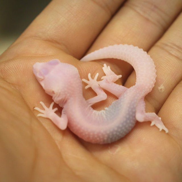 슈퍼스노우 벨 알비노 이클립스