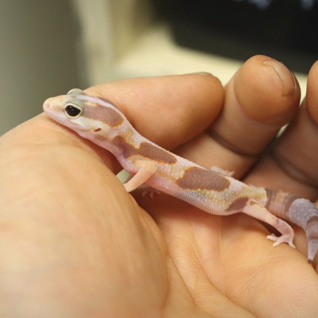 화이트아웃 아멜라니스틱