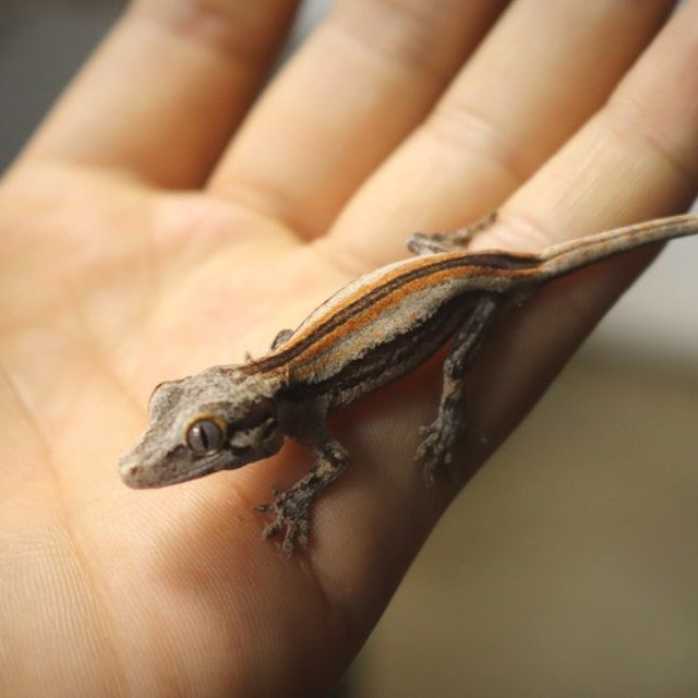 오렌지 스트라이프