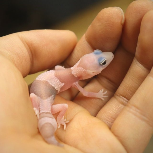 아멜라니스틱 오레오