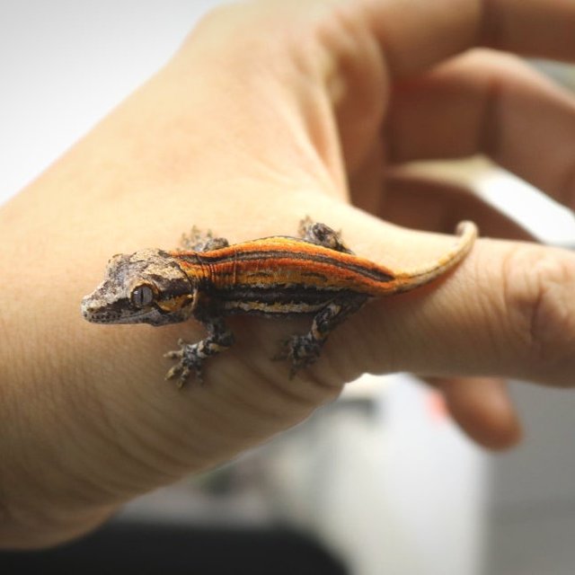 레드 오렌지 스트라이프