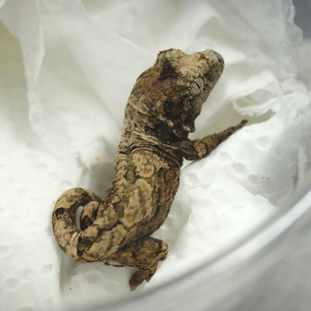 화이트카라 노멀