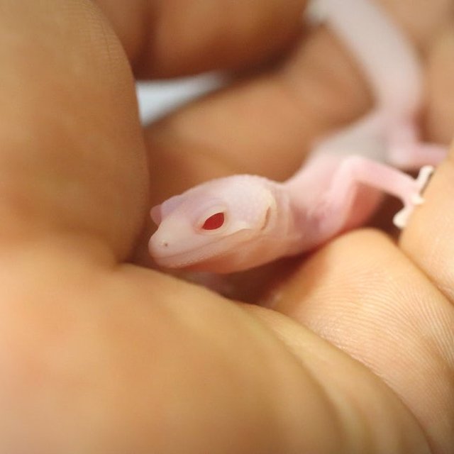 슈퍼스노우 벨 알비노 이클립스