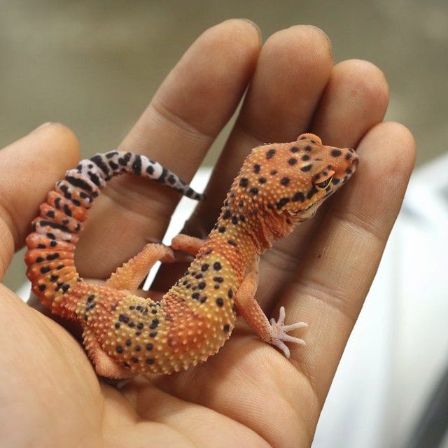 블러드 인페르노 텐저린